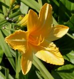 Hemerocallis middendorffii