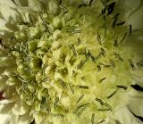 Cephalaria gigantea. Центральная часть соцветия. Германия, г. Дюссельдорф, Ботанический сад университета. 03.07.2014.