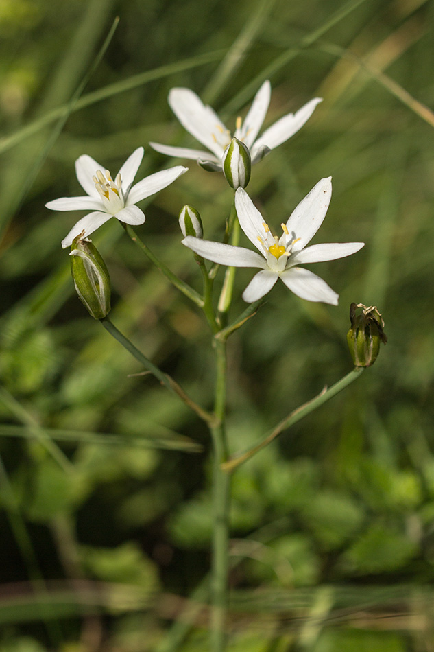 Изображение особи род Ornithogalum.