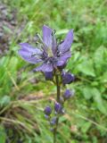Image of taxon representative. Author is Владимир Колбинцев