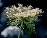 Daucus sativus. Соцветие. Московская обл., Раменский р-н, окр. дер. Хрипань, садовый участок. 15.07.2014.