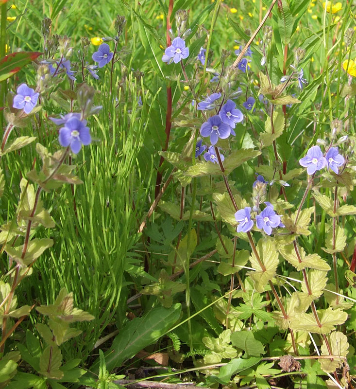 Image of Veronica chamaedrys specimen.