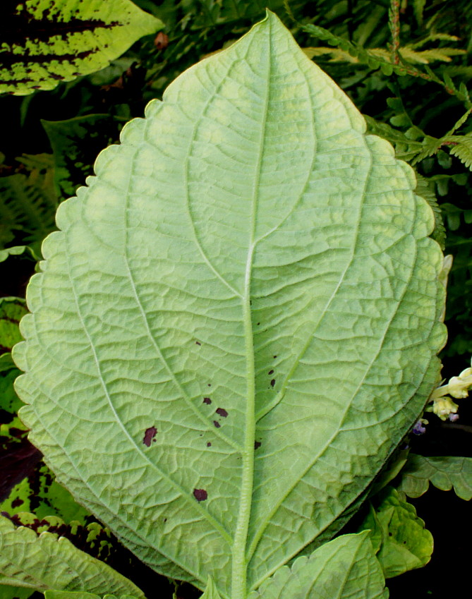 Изображение особи Coleus scutellarioides.