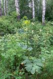 Heracleum sibiricum. Растение с бутонами и завязавшимися плодами. Челябинская обл., окр. г. Челябинск, Золотая горка, разнотравная поляна. 30.06.2014.