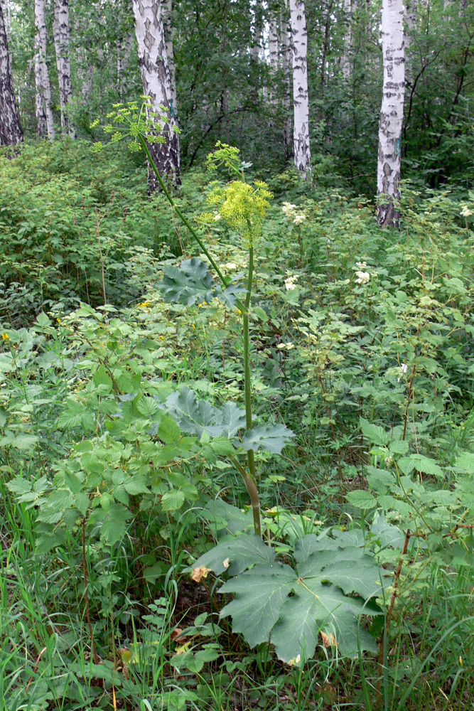 Изображение особи Heracleum sibiricum.