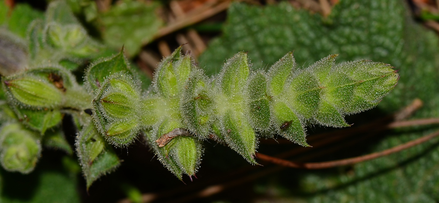 Изображение особи Salvia hierosolymitana.