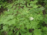 Actaea asiatica