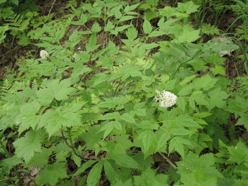 Изображение особи Actaea asiatica.