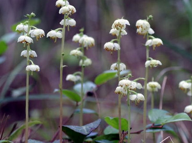 Image of Pyrola japonica specimen.