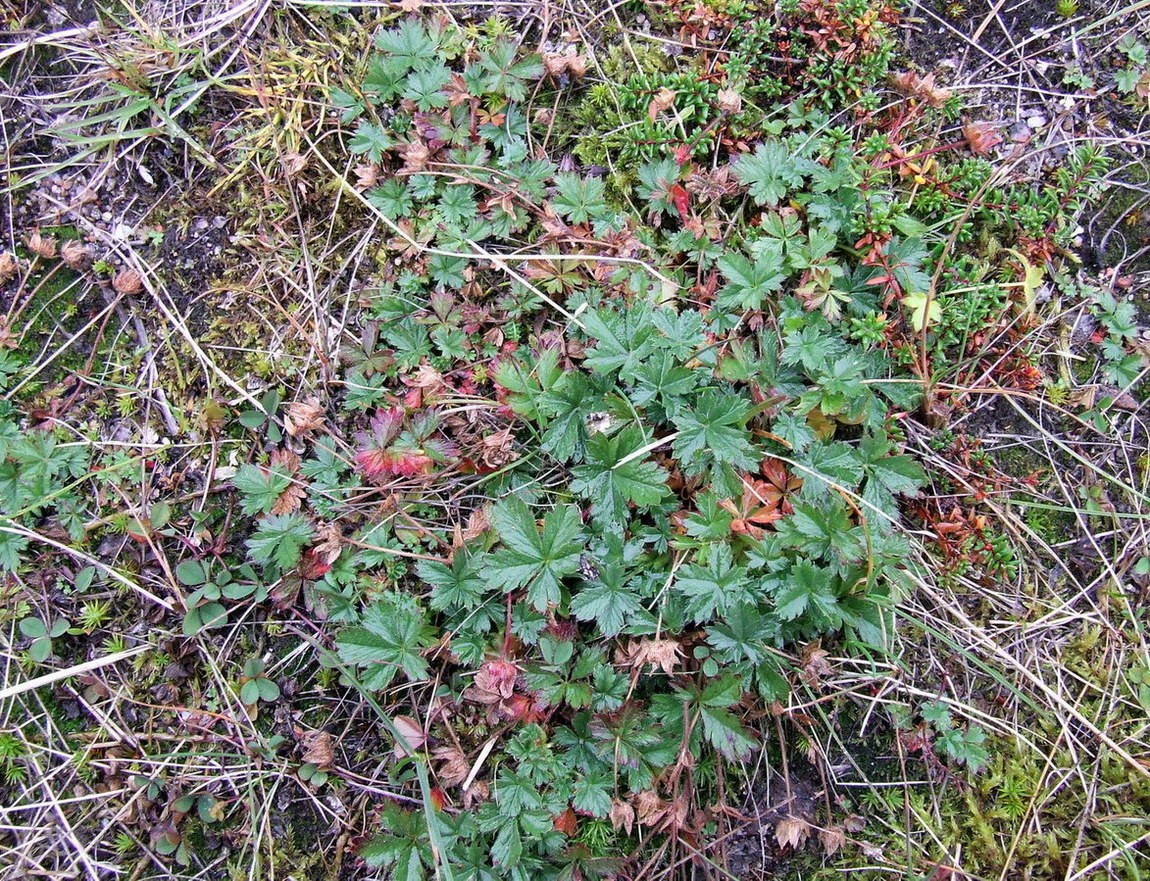 Изображение особи Potentilla crantzii.