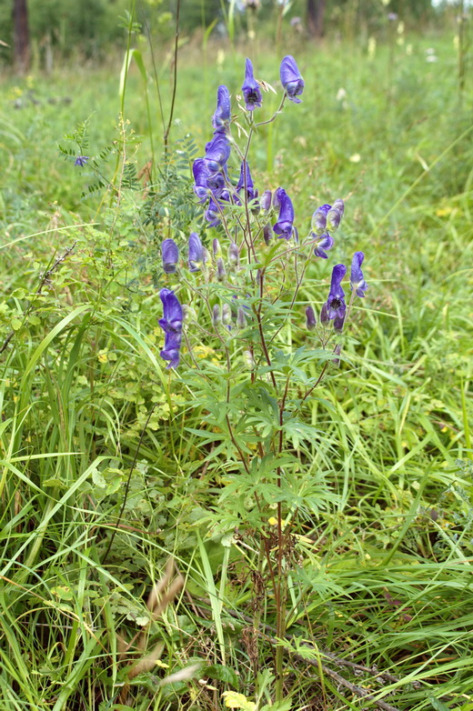 Изображение особи Aconitum volubile.