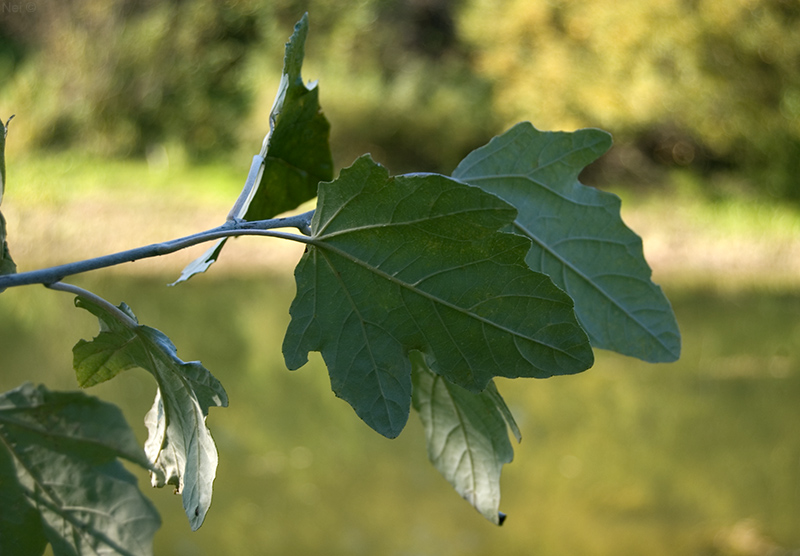 Изображение особи Populus alba.