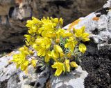 Draba cuspidata