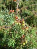 Juniperus deltoides