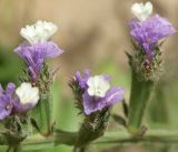 Limonium sinuatum. Цветки. Израиль, Тель-Авив, середина марта.