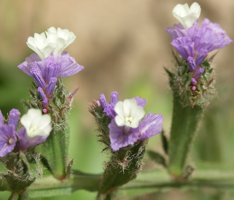 Image of Limonium sinuatum specimen.