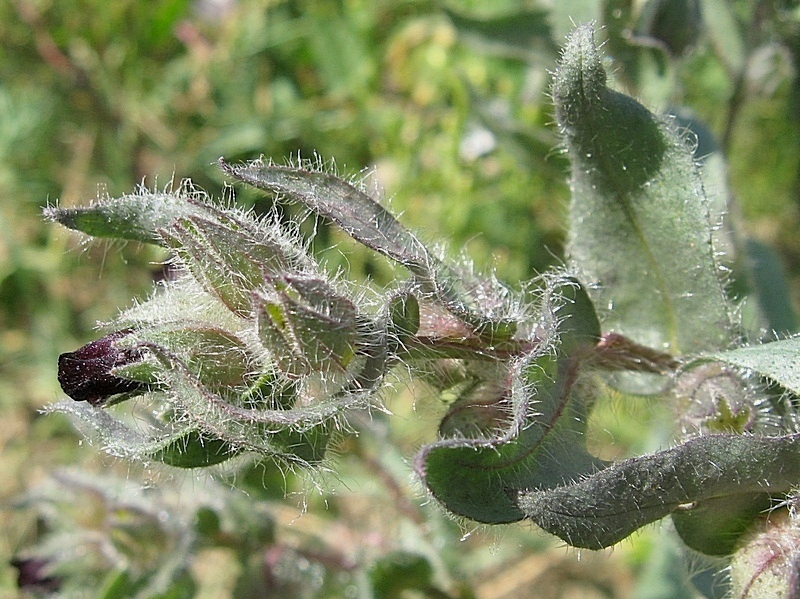 Image of Nonea rossica specimen.