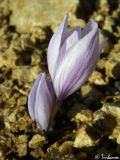 Crocus pallasii