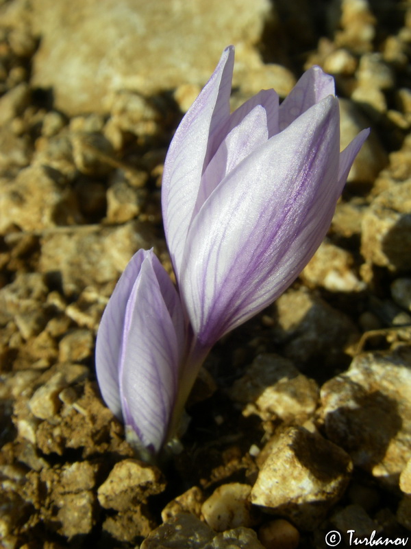 Изображение особи Crocus pallasii.