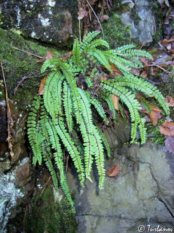 Изображение особи Asplenium trichomanes.