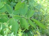 Thalictrum minus