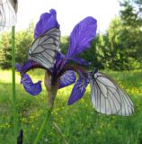 Iris sibirica. Цветок с сидящими боярышницами (Aporia crataegi). Архангельская обл., Красноборский р-н, окр. с. Пермогорье, левый берег р. Сев. Двина. 10.06.2014.