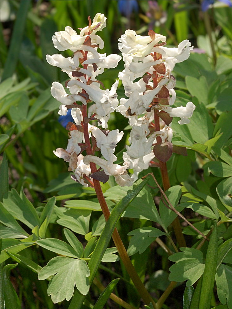 Изображение особи Corydalis cava.