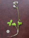 Heracleum apiifolium