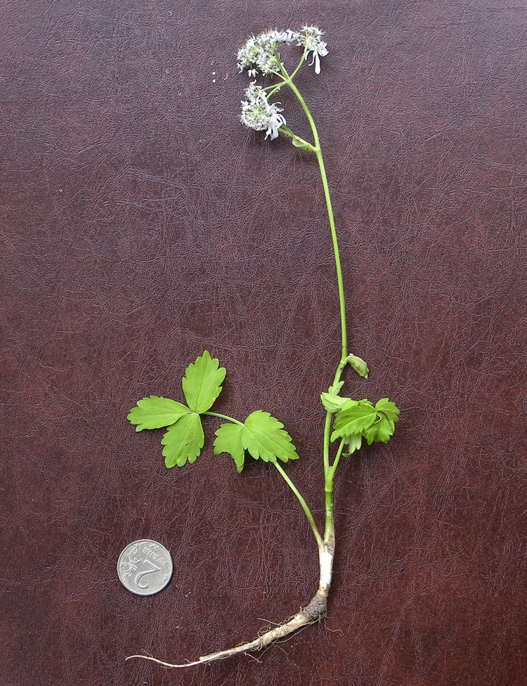 Изображение особи Heracleum apiifolium.