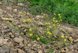 Draba hispida