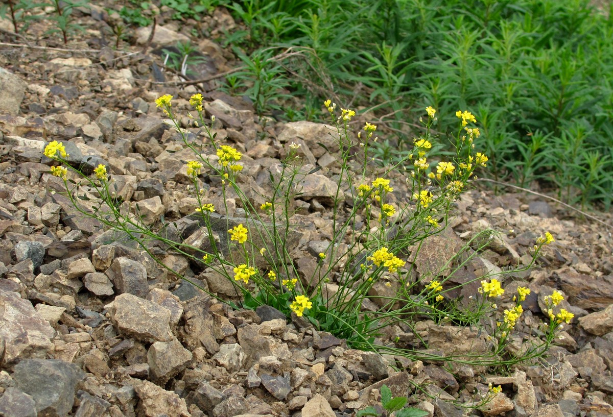 Image of Draba hispida specimen.