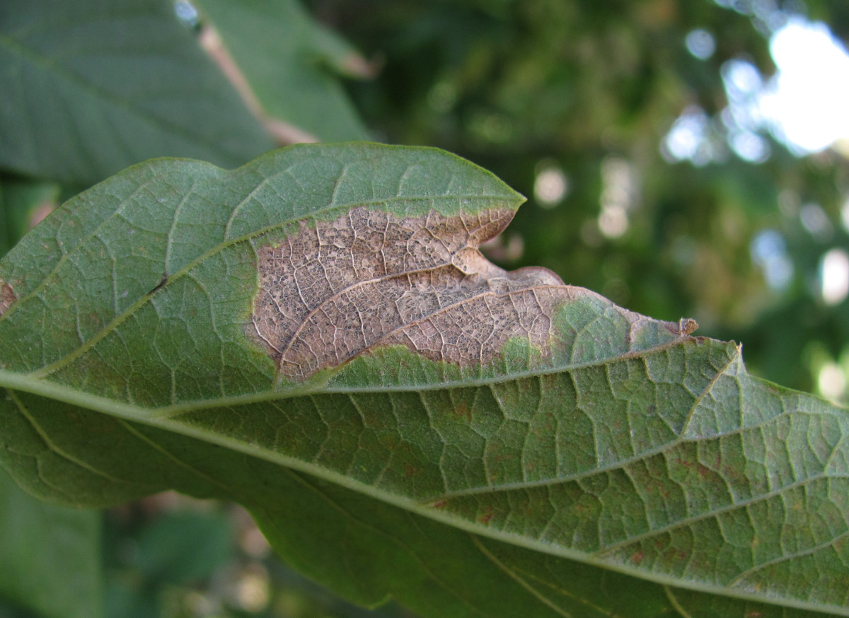 Image of Acer negundo specimen.