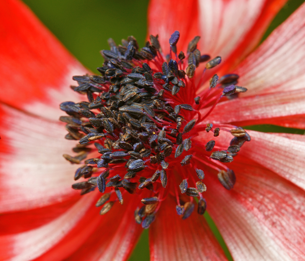 Изображение особи Anemone coronaria.