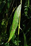 Salix babylonica