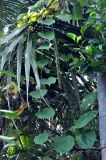 Dioscorea bulbifera. Побеги растения с воздушными клубеньками. Андаманские острова, остров Нил, в поселке. 03.01.2015.