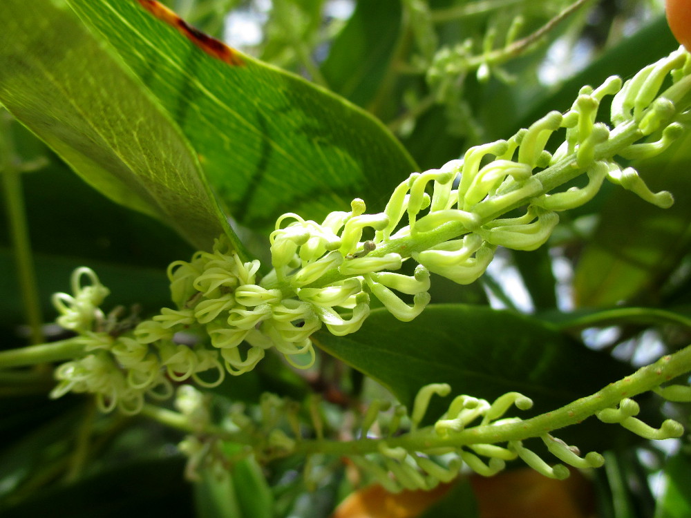 Изображение особи Grevillea baileyana.