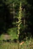 Oenothera biennis. Соплодие. Калужская обл., окр. пос. Думиничи, олуговелая вырубка. 24.08.2009.