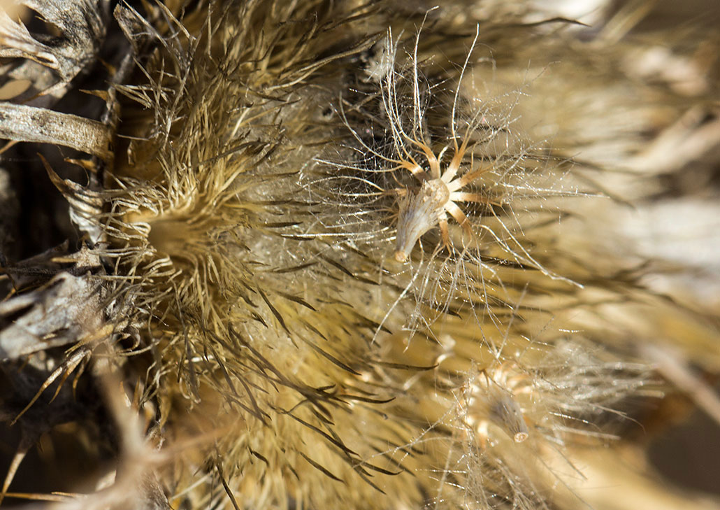 Image of Carlina graeca specimen.