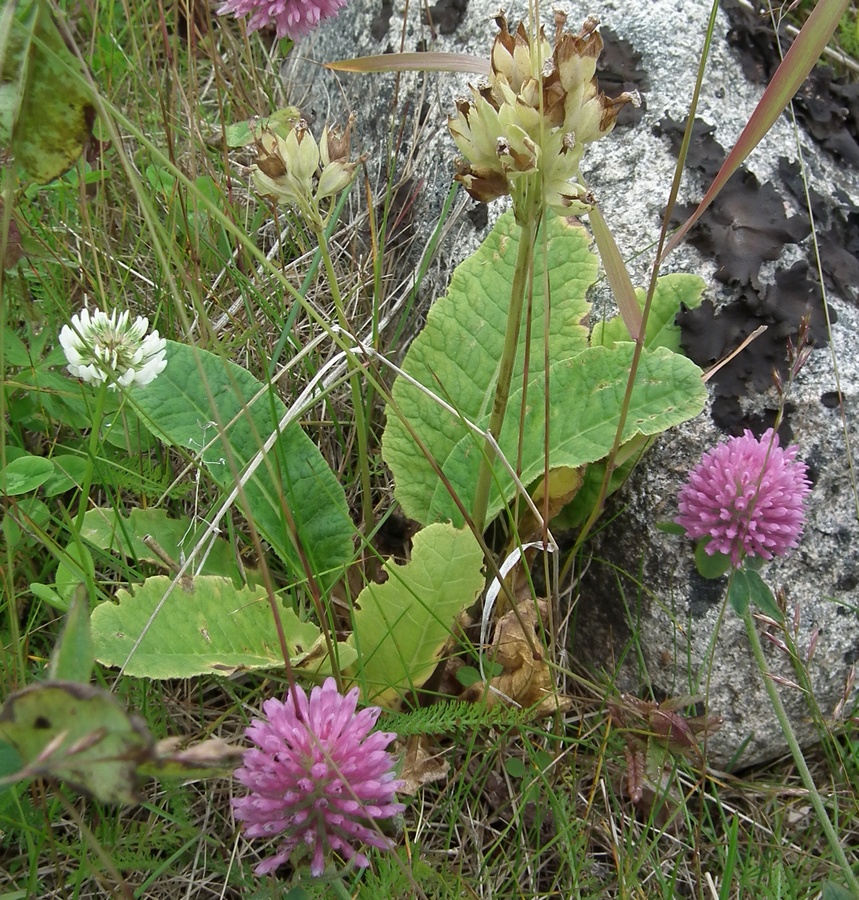 Image of Primula macrocalyx specimen.