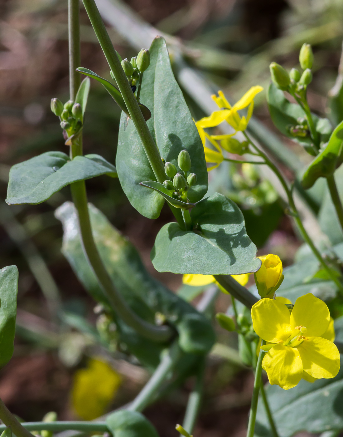 Изображение особи Brassica napus.