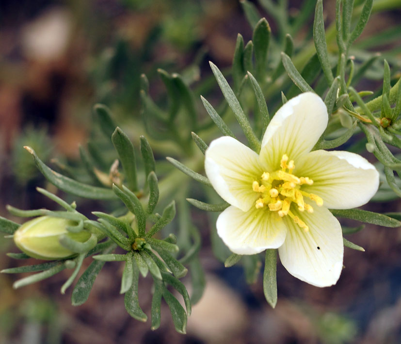 Image of Peganum harmala specimen.