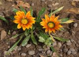 genus Gazania