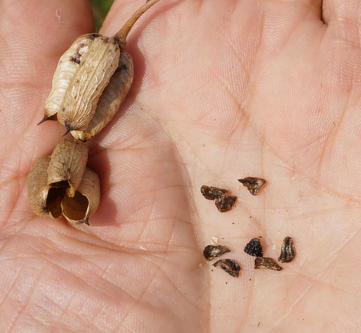 Image of Delphinium dictyocarpum specimen.