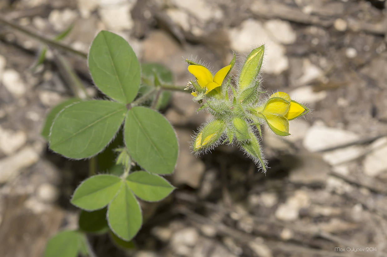 Изображение особи Argyrolobium biebersteinii.