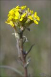 Erysimum canescens