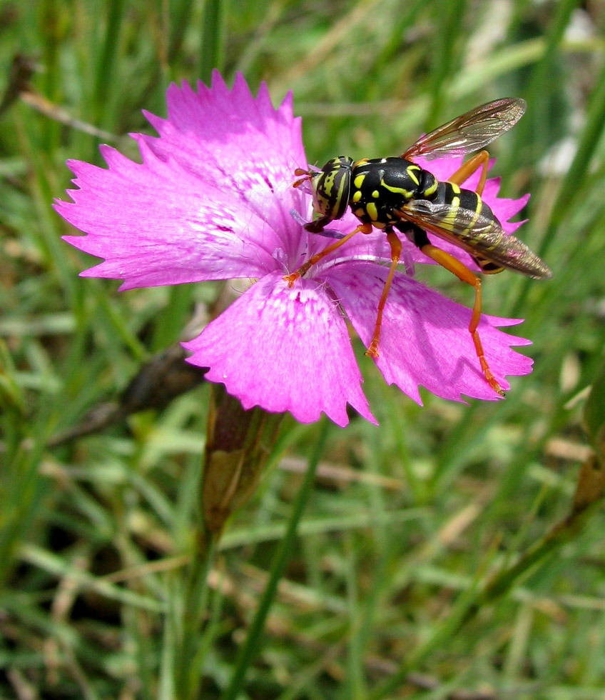 Image of Dianthus acantholimonoides specimen.