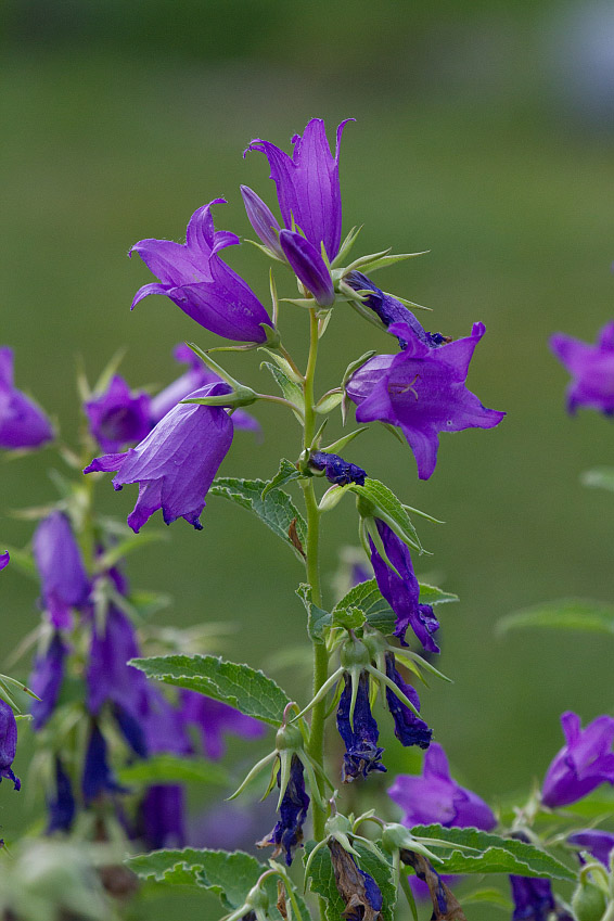 Изображение особи Campanula latifolia.