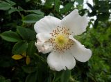 Rosa canina. Цветок в начале увядания. Москва, Кусково, в культуре. 30.05.2014.