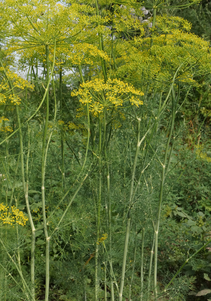 Изображение особи Anethum graveolens.