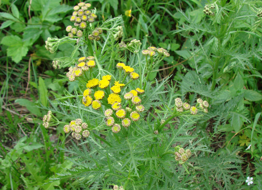 Image of Tanacetum boreale specimen.